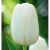 5 db-os Kapers Tulipán virághagyma -Triumph Tulipán fehér 10/11 143354092