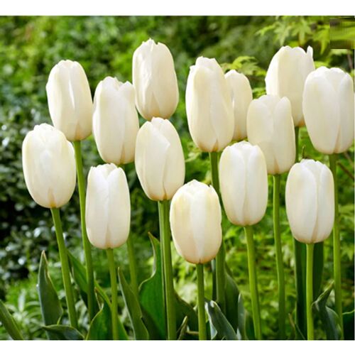5 db-os Kapers Tulipán virághagyma -Triumph Tulipán fehér 10/11