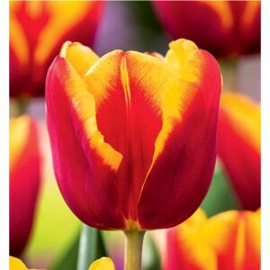 5 db-os Kapers Tulipán virághagyma -Triumph Tulipán piros-sárga 10/11