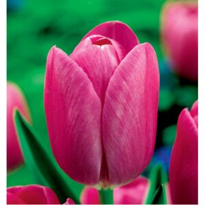 5 ks cibuľiek tulipánov Kapers - ruža Triumph Tulip 11/12 143354100 - Pestovanie rastlín