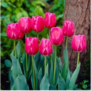 5 db-os Kapers Tulipán virághagyma -Triumph Tulipán Rose-rózsaszín 10/11 143354106 - Цвете