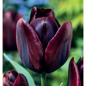 5 db-os Kapers Tulipán virághagyma -Triumph Tulipán fekete 10/11