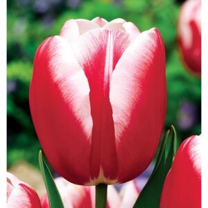 5 db-os Kapers Tulipán virághagyma -Triumph Tulipán piros-fehér 10/11