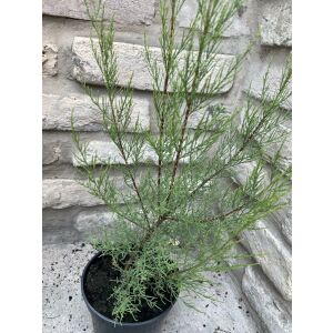 Tamariska – Tamarix tetranda - Rozmer: 60/100 143952319 - Bokor a Cserje