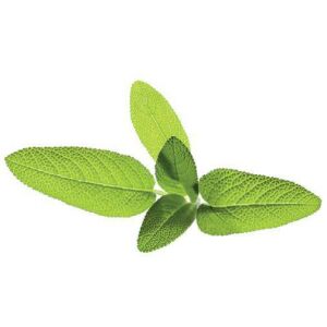 Click & Grow Smart Garden Nachfüllpackung Salbei 3 Stück 144684266 - Pflanzenanbau