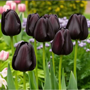 5 db-os Kapers Tulipán virághagyma-Tulipán Éj Királynője fekete12+