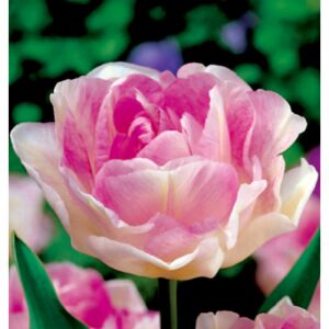 5 db-os Kapers Tulipán virághagyma-Tulipán Angelique Rózsaszín 12+