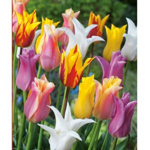 5 db-os Kapers Tulipán virághagyma- Liliomvirágú Tulipán Mix 11/12