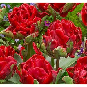 5 db-os Kapers Tulipán virághagyma-Tulipán Rococo zöld-piros 11/12