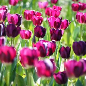 5 db-os Kapers Tulipán virághagyma - Tulipán Purple Flag 12+