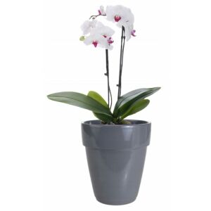 Kerámia orchidea cserép, szürke, 13 x 14 cm