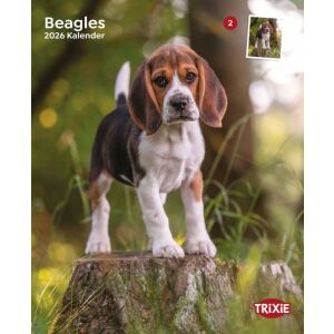 Trixie | Falinaptár Beagle kutya – 2026 145135518 - Naptár