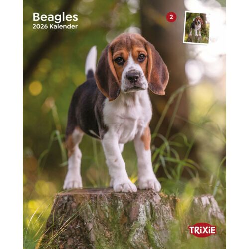Trixie | Falinaptár Beagle kutya – 2026 145135518