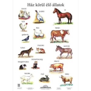 Ház körül élő állatok falitabló poszter 145156357 - Poszter