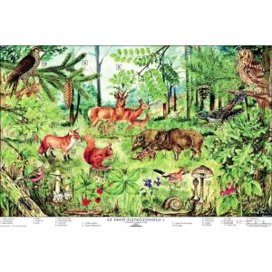 Az erdő életközössége oktatótabló poszter 145156373 - Poszter