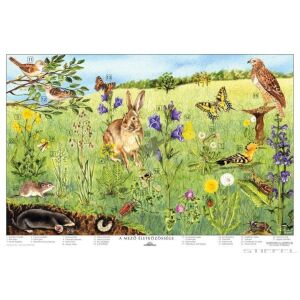 A mező életközössége oktatótabló poszter 145156416 - Poszter