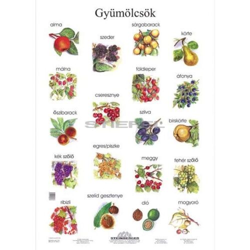 Gyümölcsök tabló poszter 145156576