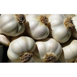 Őszi ültettésű fokhagyma  1 kg / csomag  145174488 - Csíramag