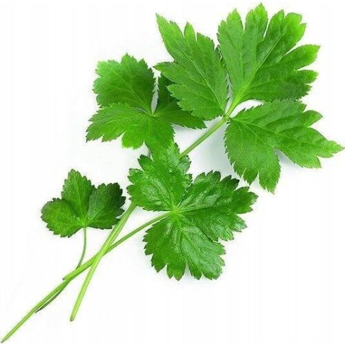 Véritable Lingot Japán petrezselyem Mitsuba 145272661