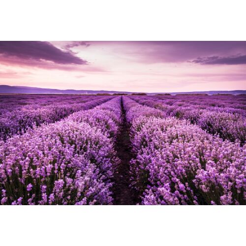Fototapet Lavanda7, 250 x 150 cm, levendulamező tapéta, virágos faldekoráció - Lakberendezés