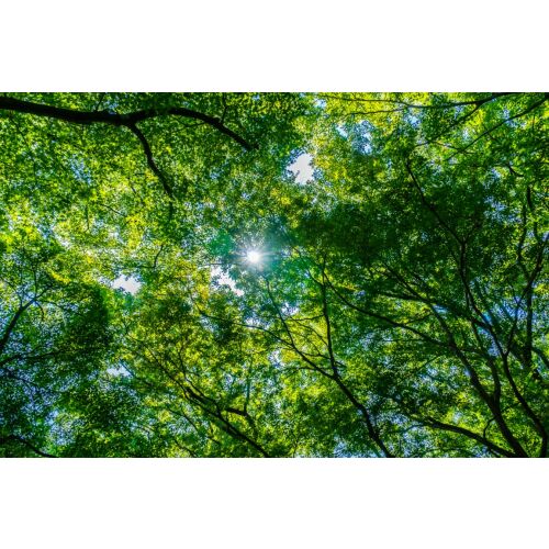 Fototapet Padure32 Erdő lombkorona tapéta, 200 x 150 cm - Építkezés és felújítás