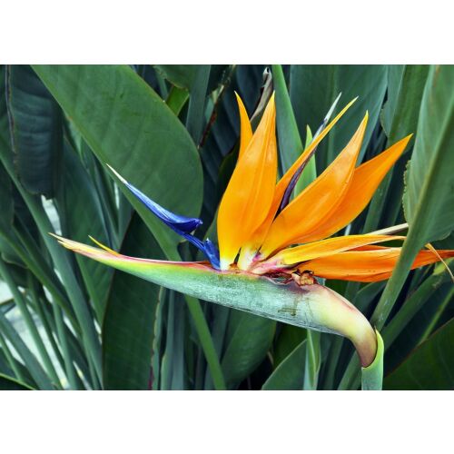 Autocolant Flori32: Papagájvirág falmatrica, 220 x 135 cm 