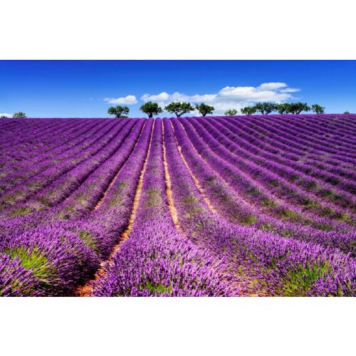 Fototapet Lavanda5 fotótapéta, 400 x 250 cm, levendulamező tájkép - Tapéta