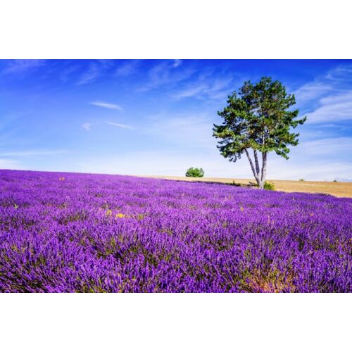 Levendulamező tájkép öntapadós tapéta, Lavender6 design, 250x150 cm - Tapéta
