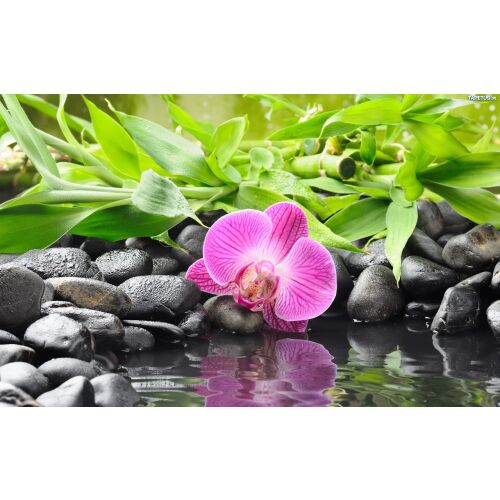 Matricás tapéta Orchideák bambusszal: Orchidea és bambusz tapéta zen dekorációhoz - Otthon és kert
