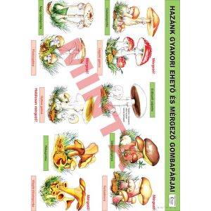 Hazánk gyakori ehető és mérgező gombapárjai 145652737 - Természettudomány