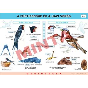 A házi veréb és a füstifecske 145652758 - Természettudomány