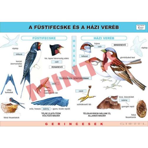 A házi veréb és a füstifecske 145652758