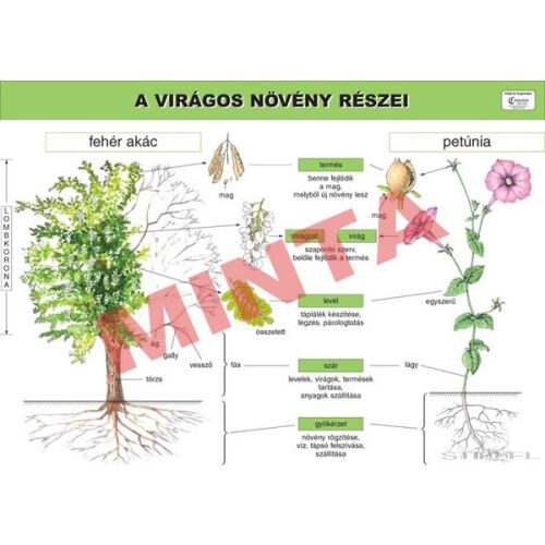 A virágos növény részei