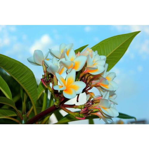 Tablou canvas Flori de plumeria, Plumeria virág vászonkép, 45 x 30 cm - Falikép