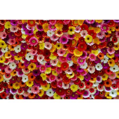 MÉDIA vászonfestmény színes gerbera virágokkal, 75x50 cm - Dekoráció