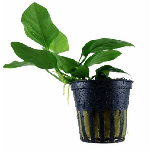 VIZINöVéNY 5. anubias 146611055