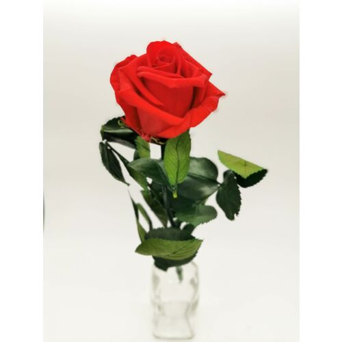 Örökrózsa 146717475