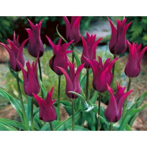 5 db-os Kapers Tulipán virághagyma-Burgundia Liliomvirágú Tulipán Bordó 11/12