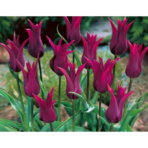 5 db-os Kapers Tulipán virághagyma-Burgundia Liliomvirágú Tulipán Bordó 11/12 146733329