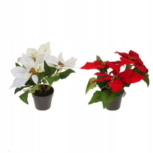 Mikulásvirág egy 24 cm-es cserépben 147064763