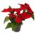 Mikulásvirág egy 24 cm-es cserépben 147064763