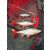 Fox rage ultra-realistic roach replicant fox rage ultra-realistic roach replicant 14cm - 45g/#2 148734671