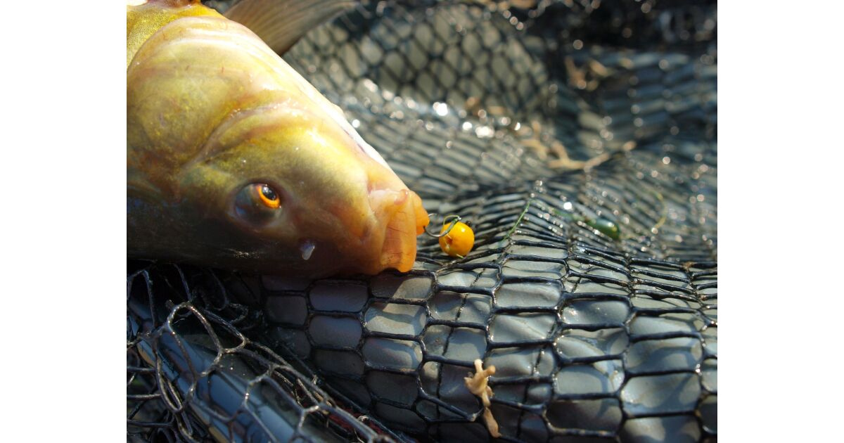 Scopri esche e accessori unici per la pesca alla carpa | DNA Baits