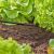 Gardena Micro-Drip System T-csatlakozó használat közben, kerti öntözés