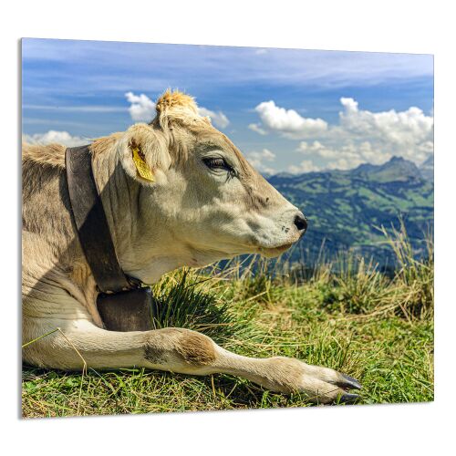 KONYHAI ÜVEG PANEL 65x60 Cow, közeli kép az üveg konyhai panelről - Háztartási nagygép kiegészítő