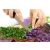 KONYHAI ÜVEG 60x65 Levendula üveg vágódeszka használat közben, zöldhagymát aprítva