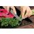ÜVEG VÁGÓDESZKA GERBERA üveg vágódeszka használat közben, újhagymát aprítanak