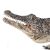 Mojo: Alligator mit beweglichem Kiefer - handbemalte Figur 43849941