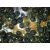 Carp Food Mini Oil Hookers - horoggolyók 12mm/50g Total Scopex 153226430
