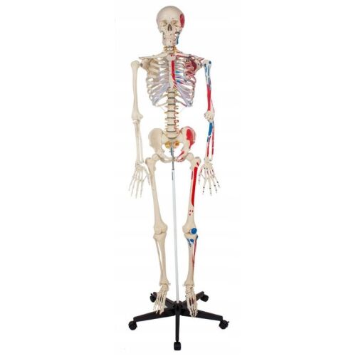 181 cm-es emberi csontváz modell izmokkal, anatómiai csontváz oktatási célokra - Tudományos és felfedező játék